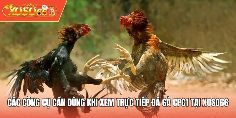 Các công cụ cần dùng khi xem trực tiếp đá gà CPC1 tại XOSO66 