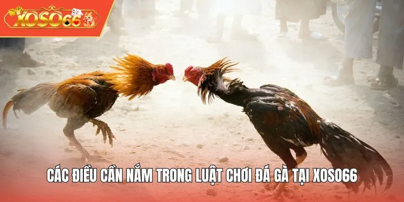Các điều cần nắm trong luật chơi đá gà tại XOSO66
