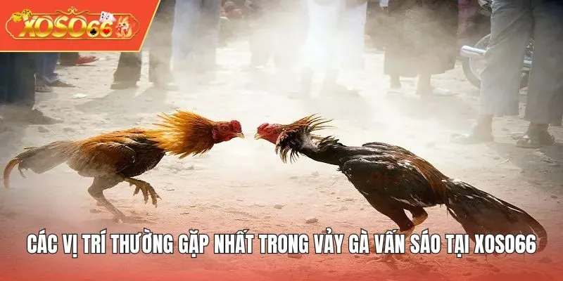 Các vị trí thường gặp nhất trong Vảy Gà Vấn Sáo tại XOSO66