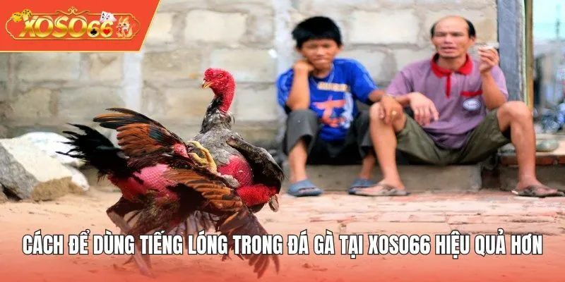 Cách để dùng tiếng lóng trong đá gà tại XOSO66 hiệu quả hơn