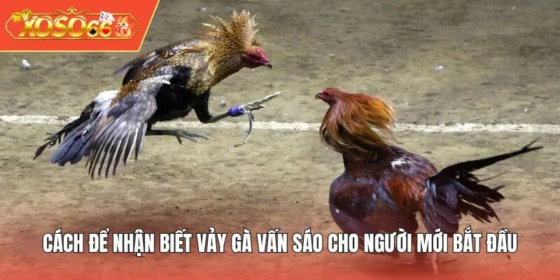 Cách để nhận biết Vảy Gà Vấn Sáo cho người mới bắt đầu