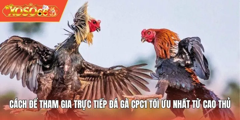 Cách để tham gia trực tiếp đá gà CPC1 tối ưu nhất từ cao thủ