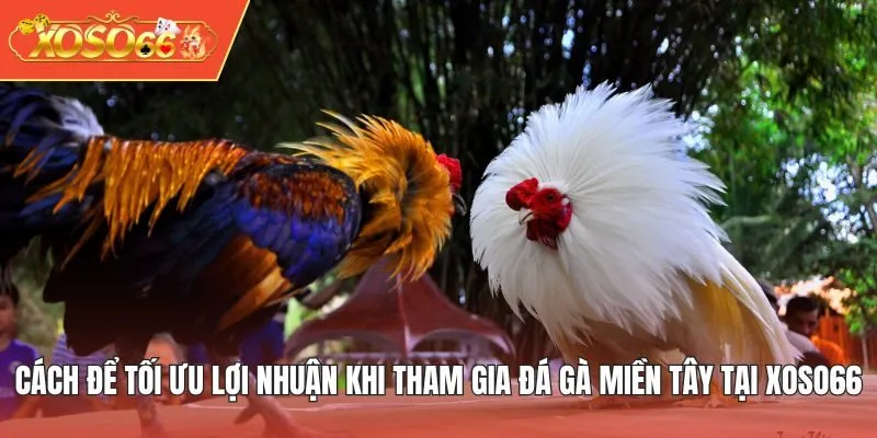 Cách để tối ưu lợi nhuận khi tham gia đá gà miền Tây tại XOSO66