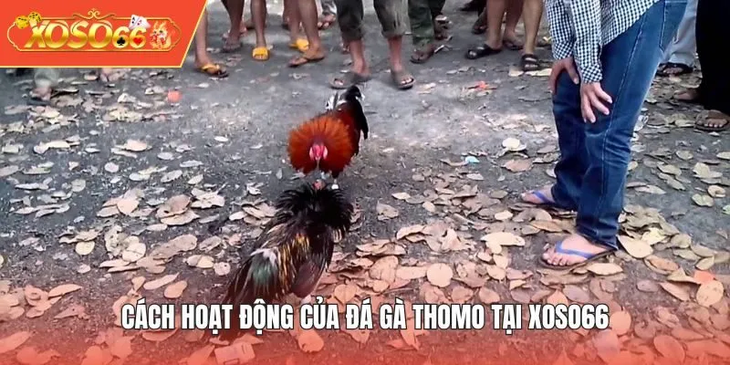 Cách hoạt động của đá gà thomo tại XOSO66