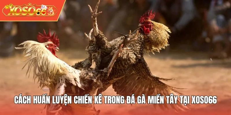 Cách huấn luyện chiến kê trong đá gà miền Tây tại XOSO66