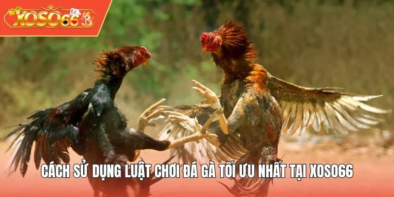Cách sử dụng luật chơi đá gà tối ưu nhất tại XOSO66