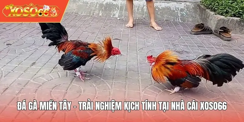 Đá gà miền Tây