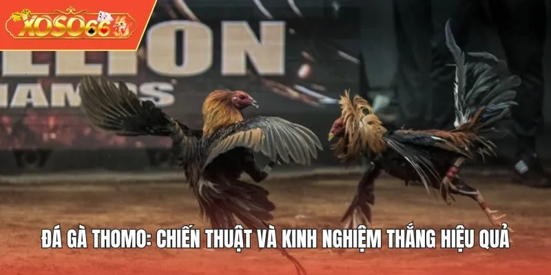 Đá gà thomo