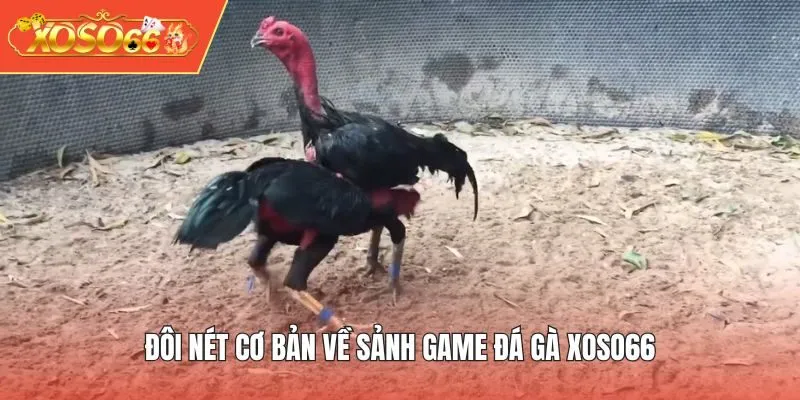 Đôi nét cơ bản về sảnh game Đá Gà XOSO66