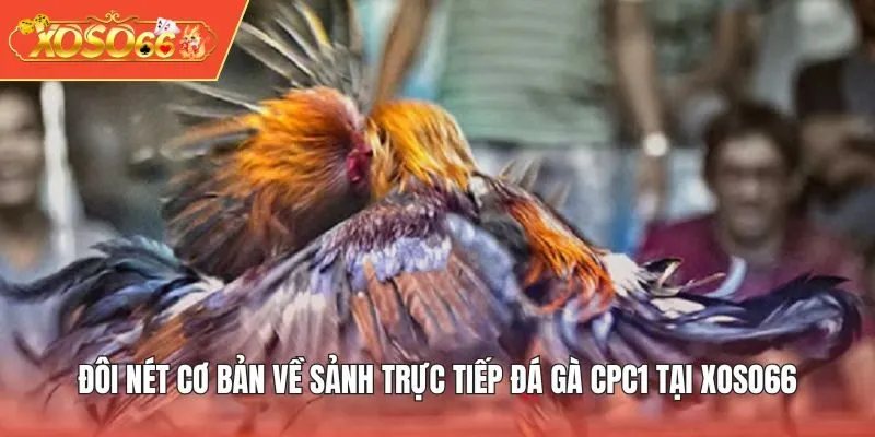 Đôi nét cơ bản về sảnh trực tiếp đá gà CPC1 tại XOSO66