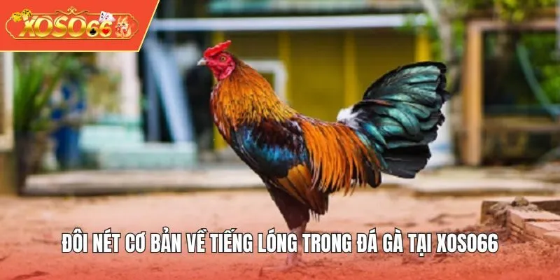 Đôi nét cơ bản về tiếng lóng trong đá gà tại XOSO66