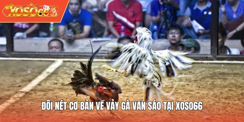 Đôi nét cơ bản về Vảy Gà Vấn Sáo tại XOSO66