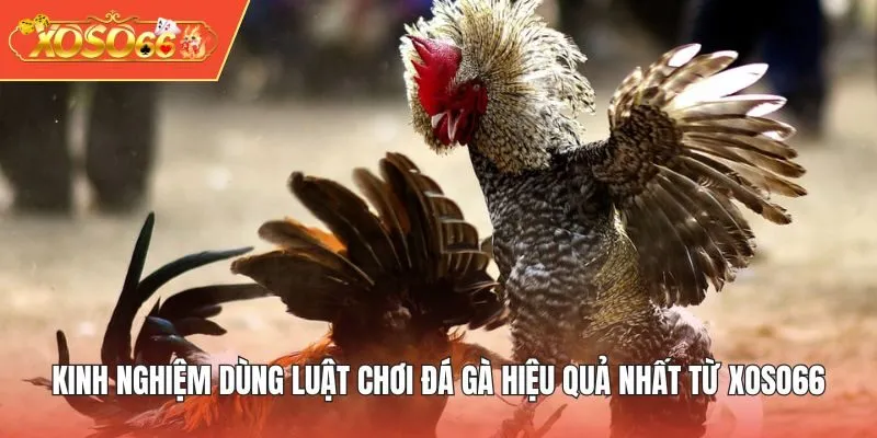 Kinh nghiệm dùng luật chơi đá gà hiệu quả nhất từ XOSO66