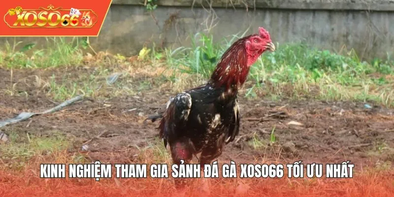 Kinh nghiệm tham gia sảnh Đá Gà XOSO66 tối ưu nhất