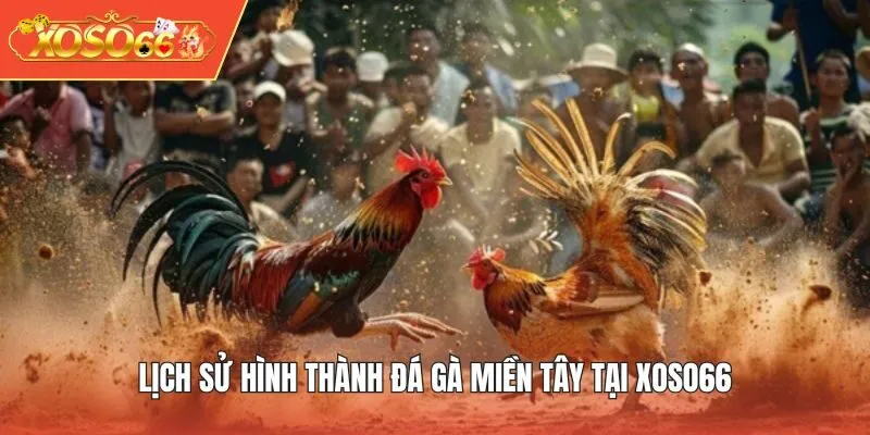 Lịch sử hình thành đá gà miền Tây tại XOSO66