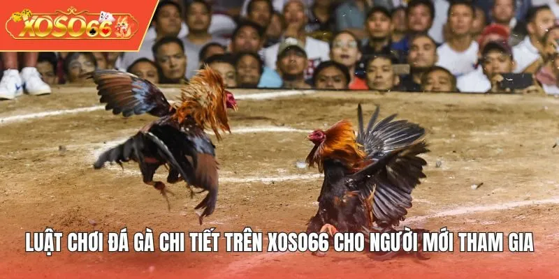 Luật chơi đá gà