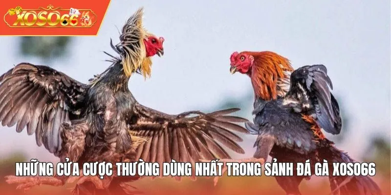 Những cửa cược thường dùng nhất trong sảnh Đá Gà XOSO66