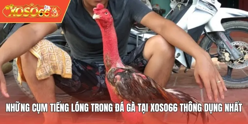 Những cụm tiếng lóng trong đá gà tại XOSO66 thông dụng nhất