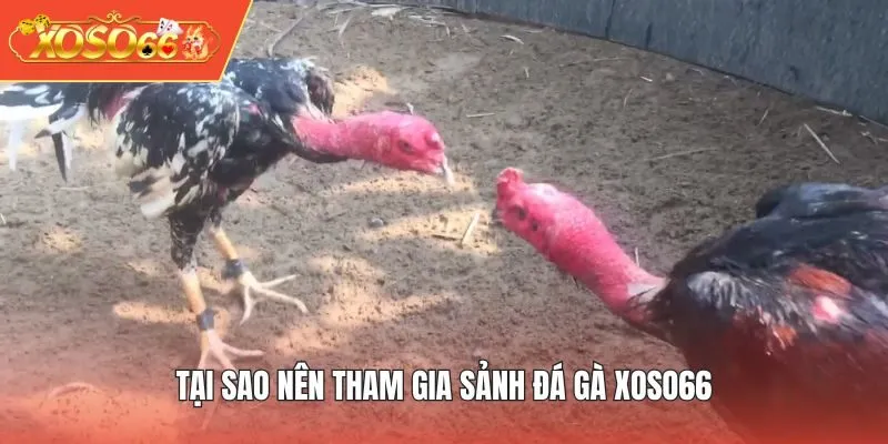 Tại sao nên tham gia sảnh Đá Gà XOSO66