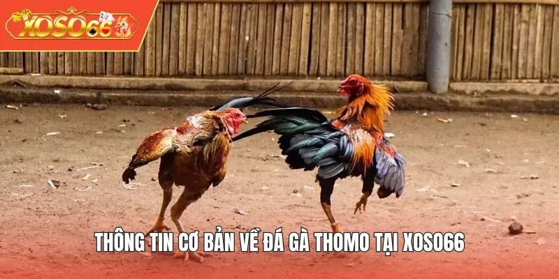 Thông tin cơ bản về đá gà thomo tại XOSO66