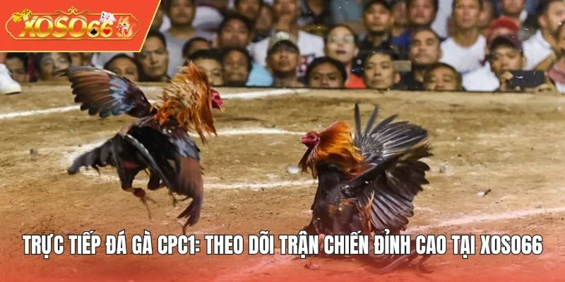 Trực tiếp đá gà CPC1