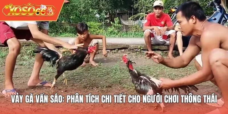 Vảy Gà Vấn Sáo